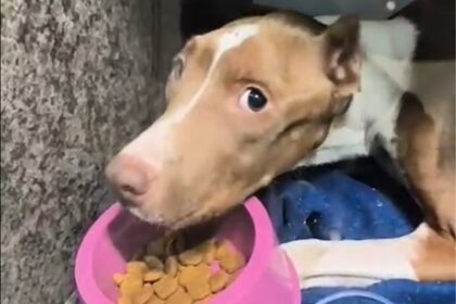 Cachorra resgatada após maus-tratos não sobrevive ao tratamento