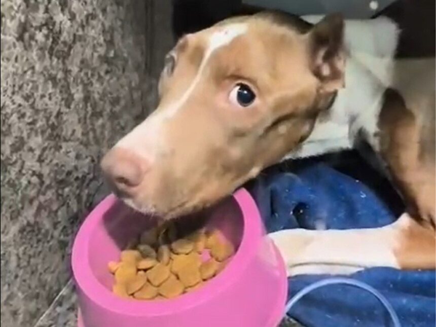 Cachorra resgatada após maus-tratos não sobrevive ao tratamento