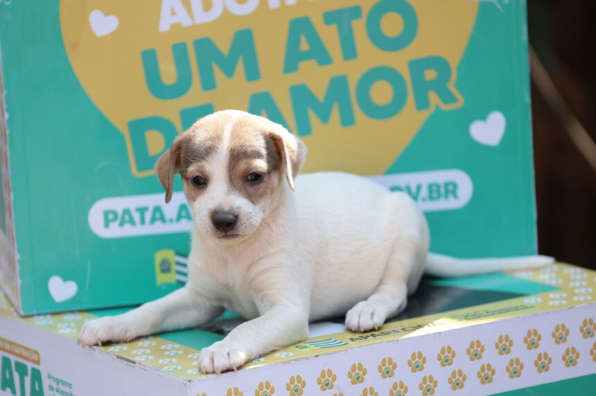 Prefeitura de Aparecida promove feira de adoção de animais no Aparecida Shopping