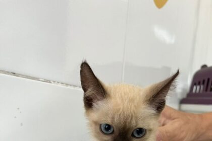 Feira de Adoção Responsável de Animais acontece em Aparecida de Goiânia neste sábado