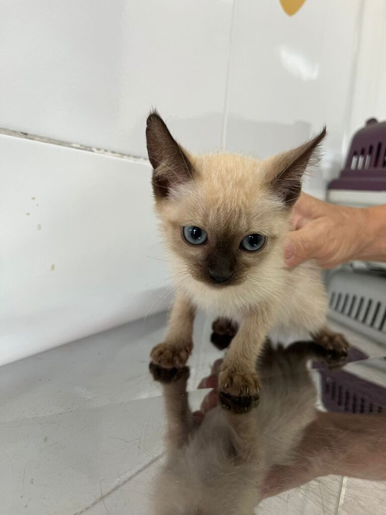 Feira de Adoção Responsável de Animais acontece em Aparecida de Goiânia neste sábado