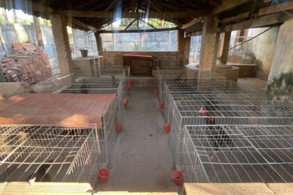Prefeitura de Aparecida descobre rinha de galos em fiscalização no Setor Continental