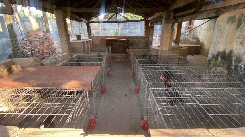 Prefeitura de Aparecida descobre rinha de galos em fiscalização no Setor Continental