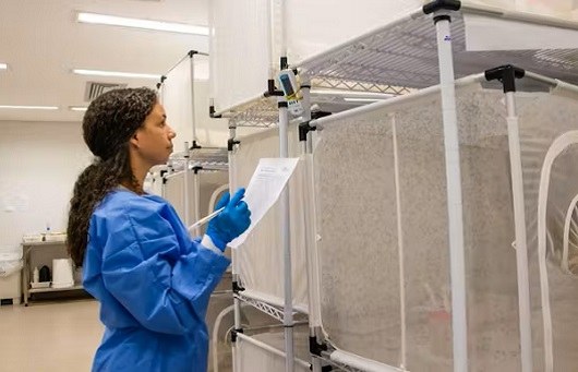 Aparecida de Goiânia discute implementação do Projeto Wolbachia contra arboviroses