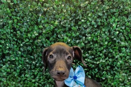 Prefeitura de Aparecida realiza evento de adoção com quase 40 pets disponíveis