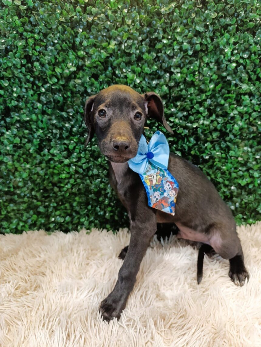 Prefeitura de Aparecida realiza evento de adoção com quase 40 pets disponíveis