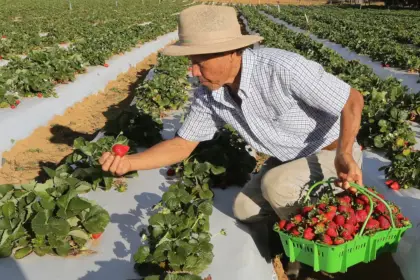 Agricultores começam a receber o benefício do Garantia-Safra em 2024-2025