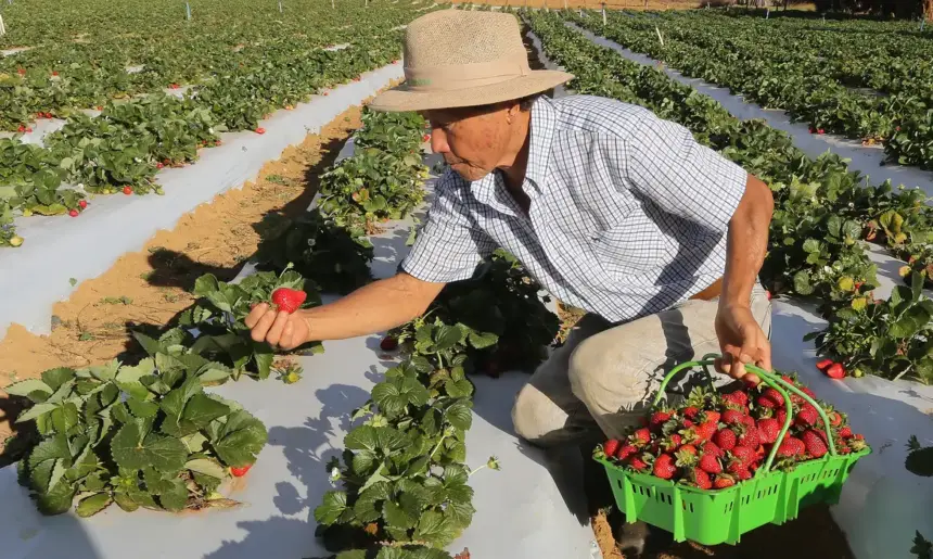 Agricultores começam a receber o benefício do Garantia-Safra em 2024-2025