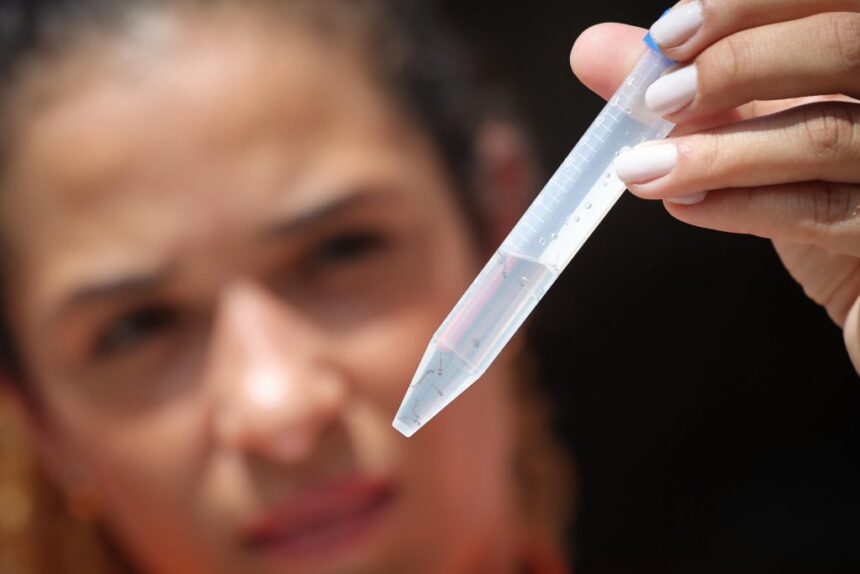 Altas temperaturas aumentam risco de dengue em São Paulo; saiba como se prevenir