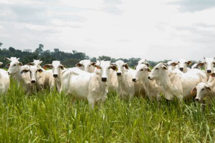 Caravana do Agro Exportador discute oportunidades para pecuária goiana