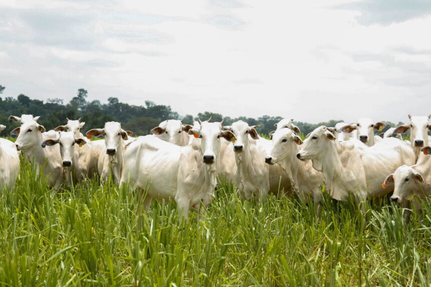 Caravana do Agro Exportador discute oportunidades para pecuária goiana