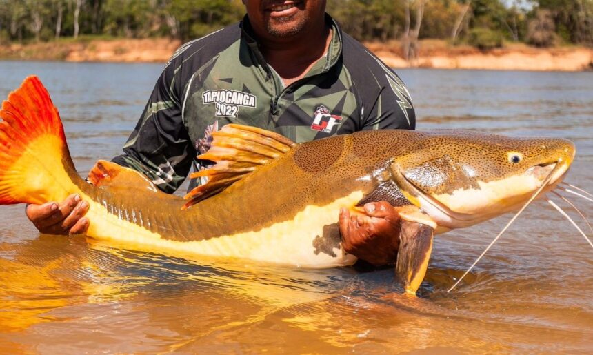 COP15 aprova proteção para bagres gigantes da Amazônia e ariranhas