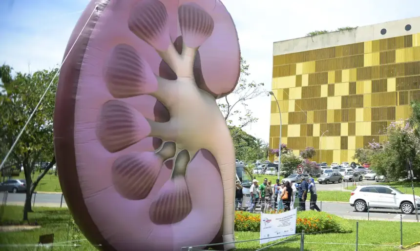 Dia Mundial do Rim: Doenças renais exigem atenção e prevenção