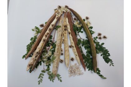 Estudo revela potencial da moringa na remoção de microplásticos da água