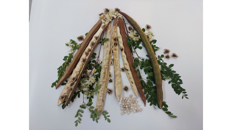 Estudo revela potencial da moringa na remoção de microplásticos da água