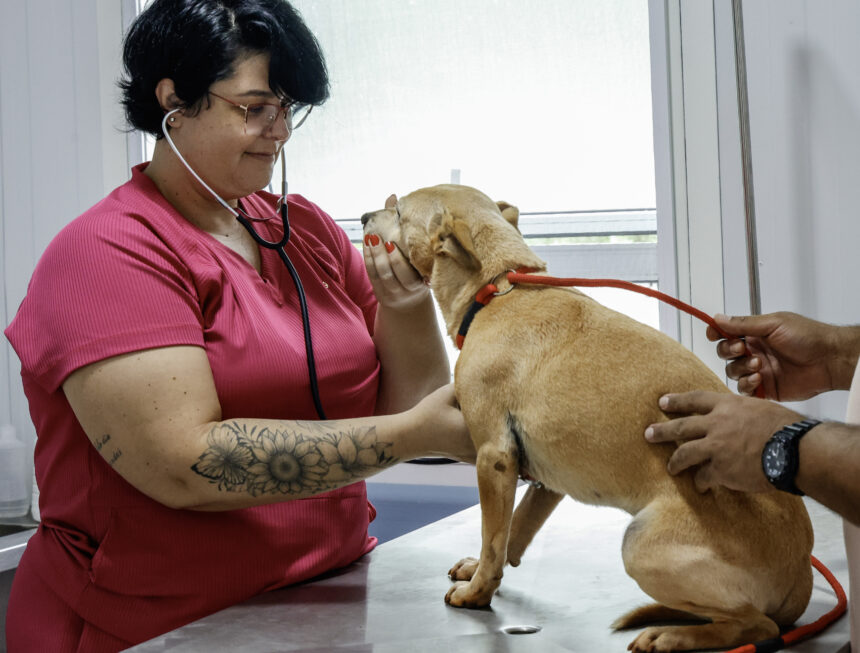 Governo de SP expande atendimento veterinário com novos pet contêineres