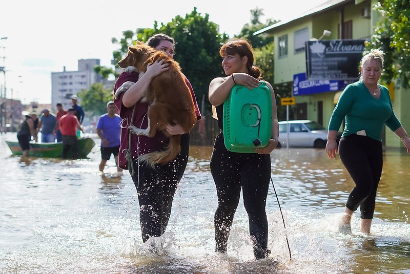 Nova lei estabelece proteção a animais resgatados em desastres