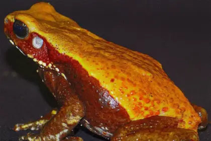 Pesquisadores do Instituto Butantan descobrem moléculas antibióticas em veneno de sapo