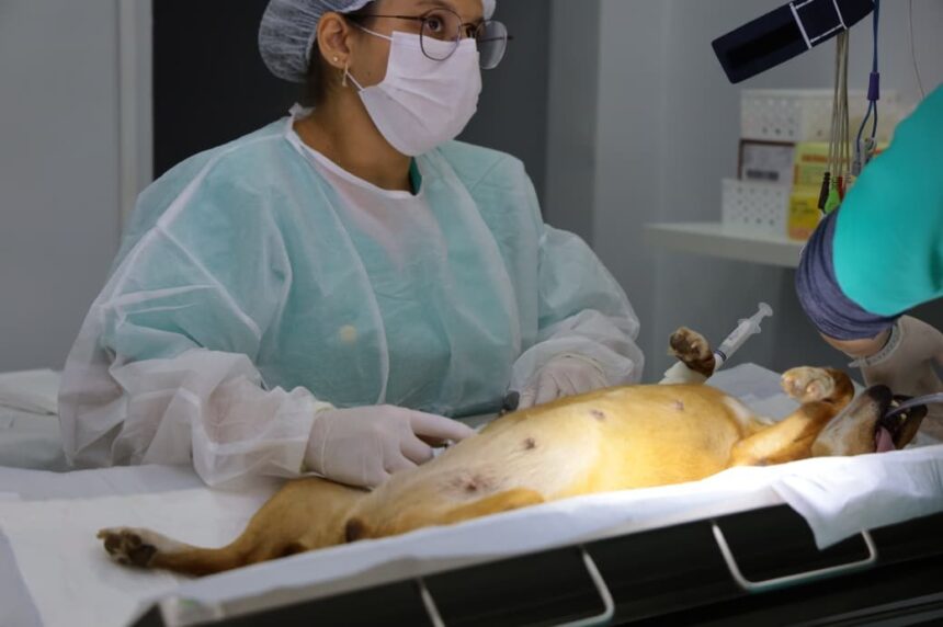 Prefeitura de Aparecida implementa novo sistema para agendar castrações no PATA