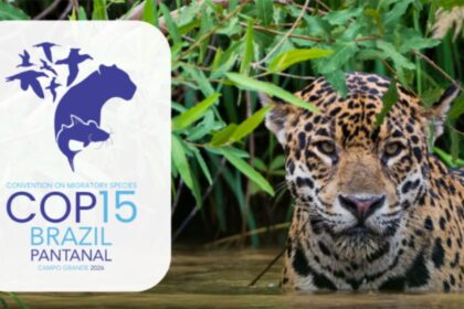 Queda na conservação de espécies migratórias pautará encontro da ONU