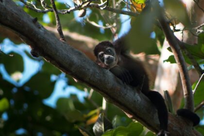 SP inicia consulta pública para resgate e manejo de fauna silvestre