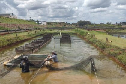 SP intensifica monitoramento e alerta para riscos sanitários na tilapicultura