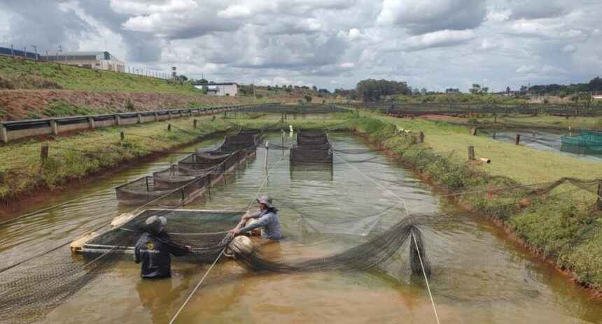 SP intensifica monitoramento e alerta para riscos sanitários na tilapicultura