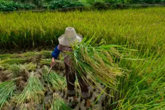 Desafios na garantia de direitos trabalhistas no campo são destacados em data simbólica