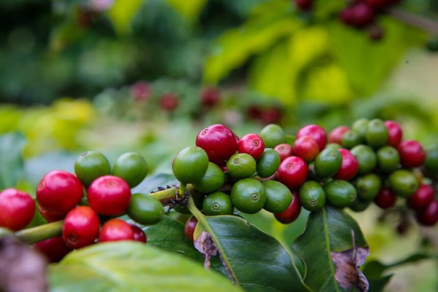 Parceria entre Governo de SP e União Europeia fortalece agro paulista frente a novas regras ambientais