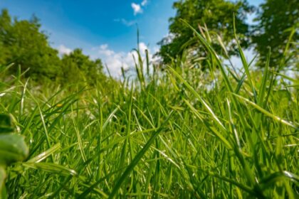 Câmara discute multas ambientais aplicadas a produtores de Minas Gerais