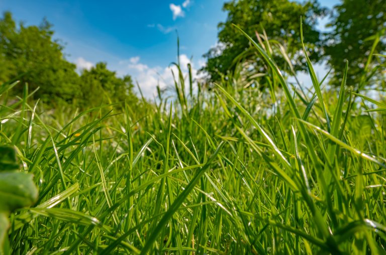 Câmara discute multas ambientais aplicadas a produtores de Minas Gerais