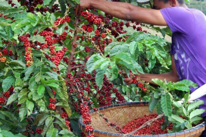 Senado vota acordos internacionais com Camboja, Croácia e setor de café