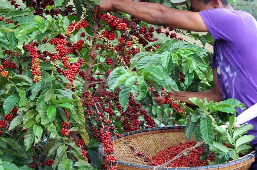 Senado vota acordos internacionais com Camboja, Croácia e setor de café