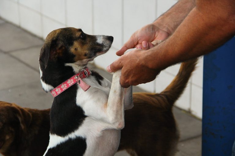 Comissão aprova lei que permite animais em condomínios