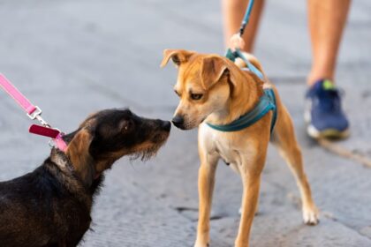 Comissão aprova registro de animais com verbas federais