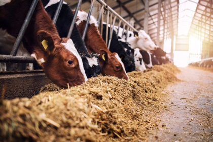 Lei amplia produtos disponíveis em estoque público para alimentação animal